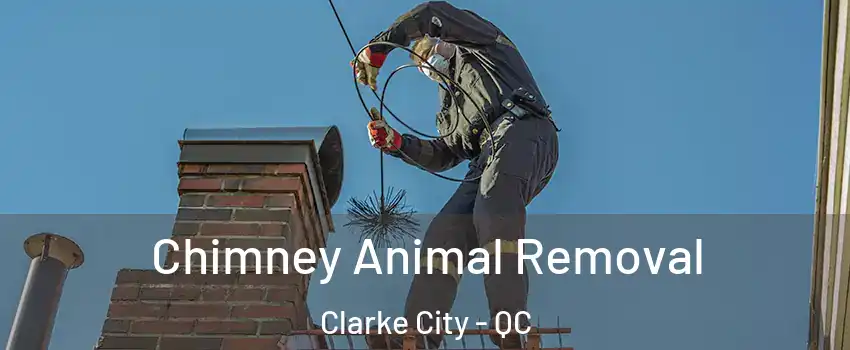 Chimney Animal Removal Clarke City - QC