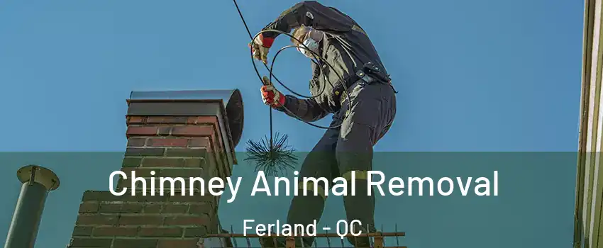 Chimney Animal Removal Ferland - QC