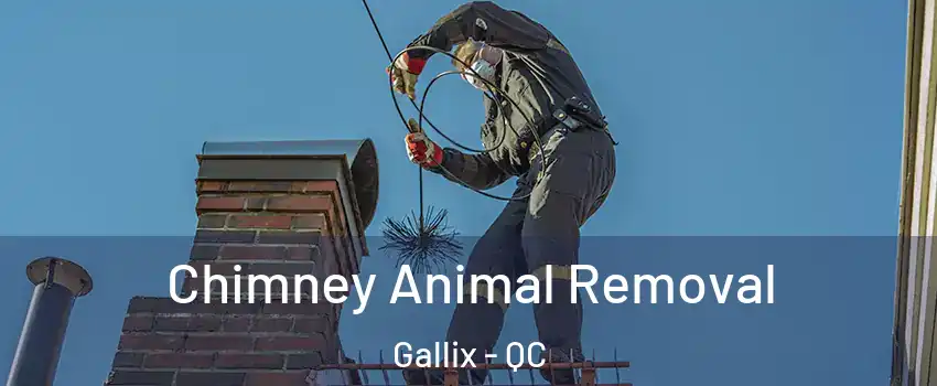 Chimney Animal Removal Gallix - QC