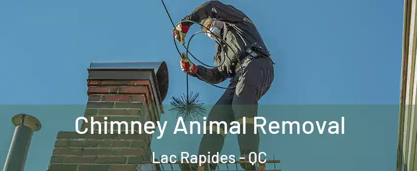 Chimney Animal Removal Lac Rapides - QC