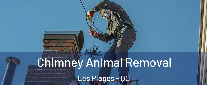 Chimney Animal Removal Les Plages - QC