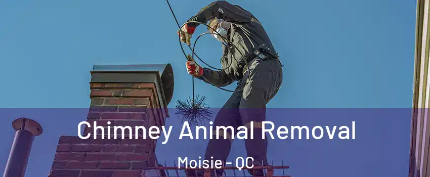 Chimney Animal Removal Moisie - QC