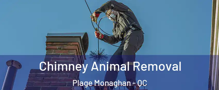 Chimney Animal Removal Plage Monaghan - QC