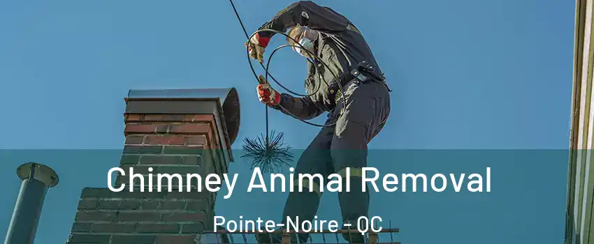 Chimney Animal Removal Pointe-Noire - QC