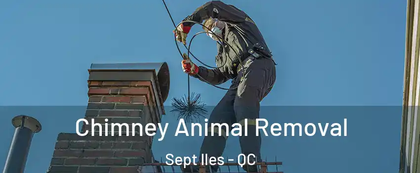 Chimney Animal Removal Sept Iles - QC