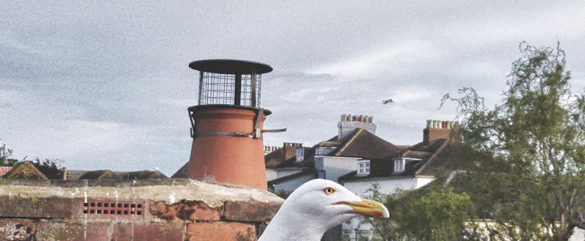 Chimney Cap Bird Guard Repair in Plage Monaghan, Quebec